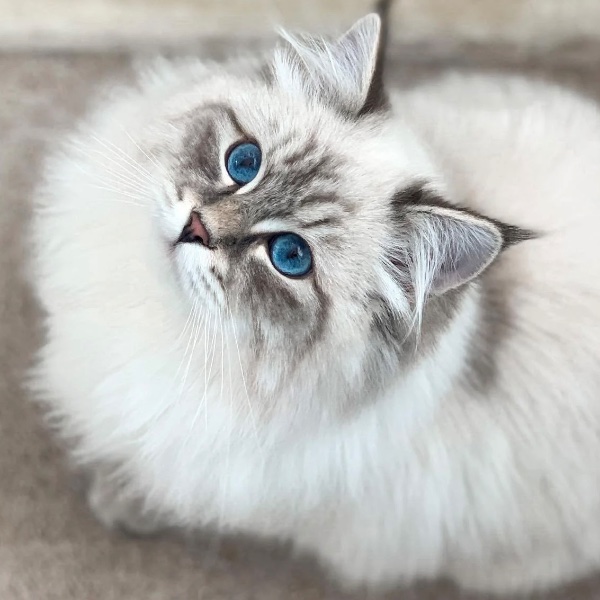 Siberian
