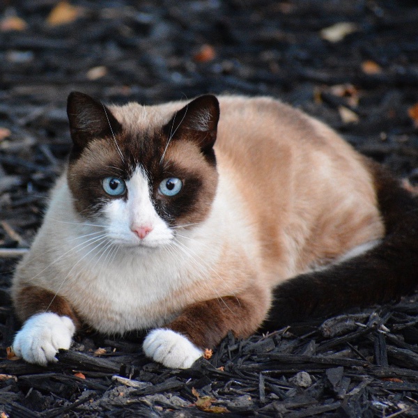 Snowshoe