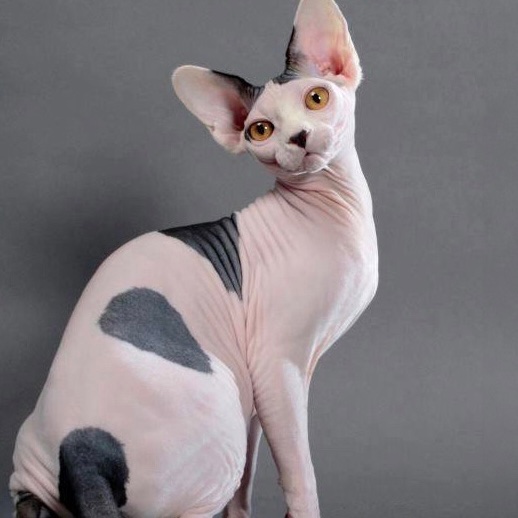 Sphynx