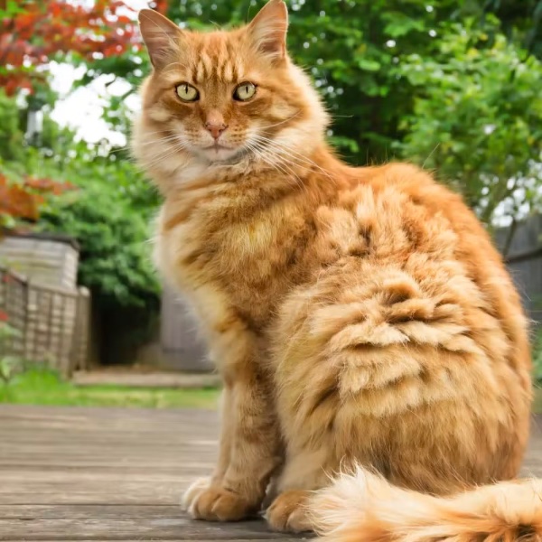 Tennessee Rex