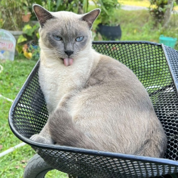 Thai