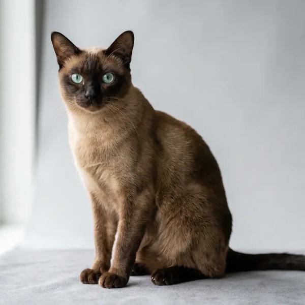Tonkinese