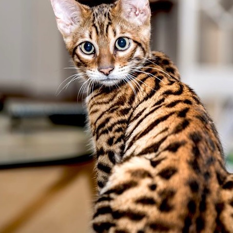 Toyger