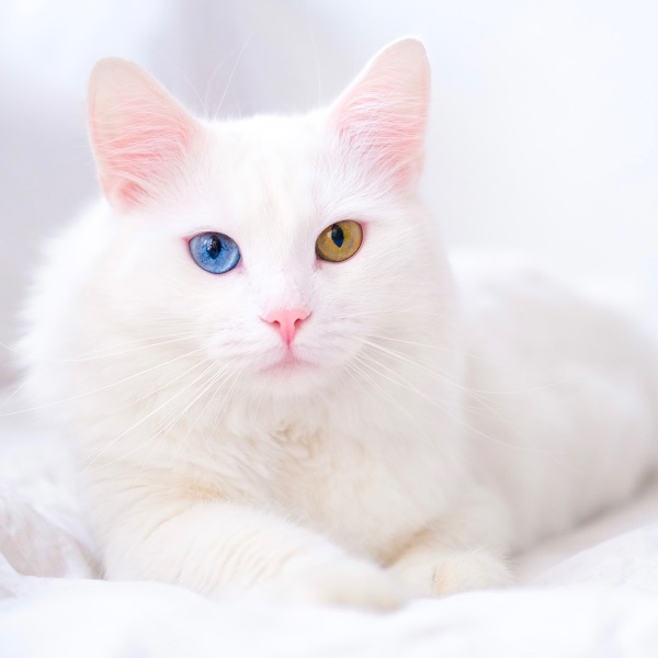 Turkish Angora