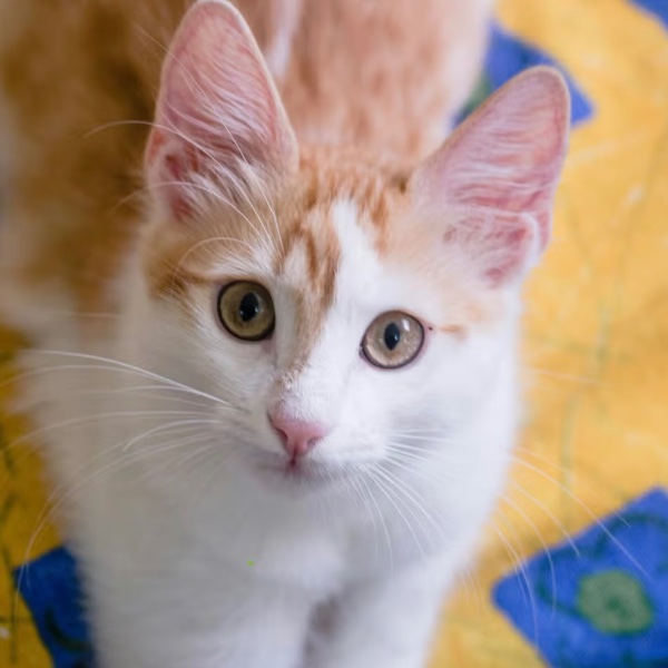 Turkish Van