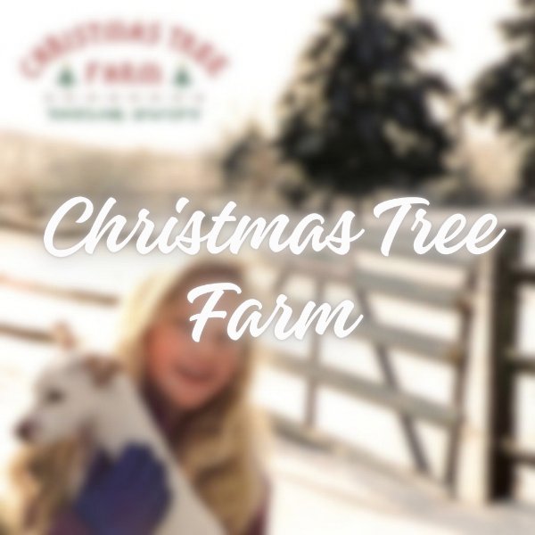 christmas tree farm