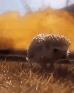 The attempt