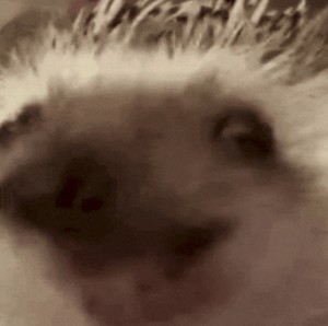 The chomp