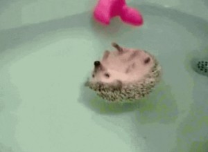 The floatie