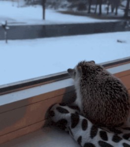 The longing
