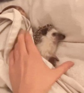 The sleepy