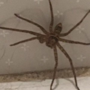 Huntsman Spider