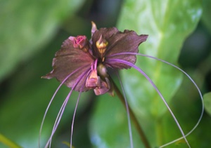 Bat Flower