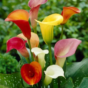Calla Lily