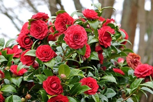 Camellia