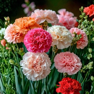 Carnation