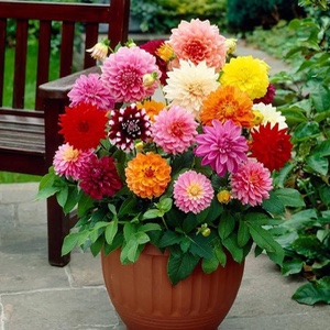 Dahlia