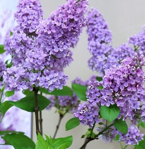 Lilac