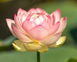 Lotus