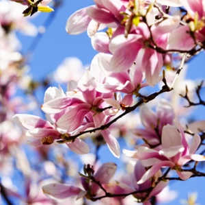 Magnolia