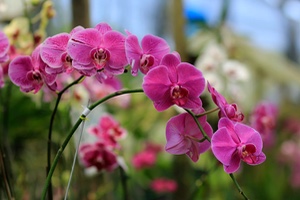 Orchid