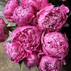 Peony