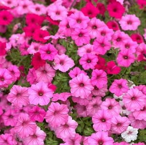 Petunia