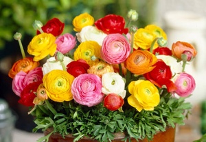 Ranunculus