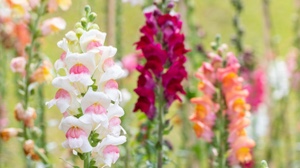 Snapdragon