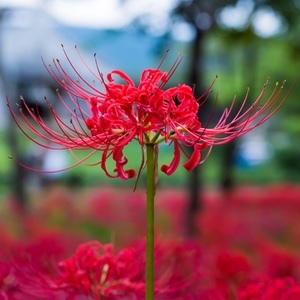 Spider Lily