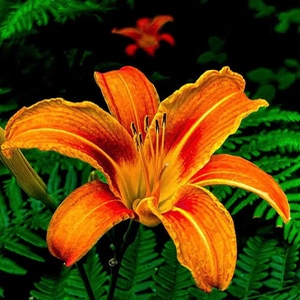Tiger Lily