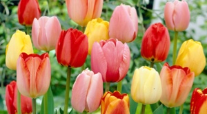 Tulip