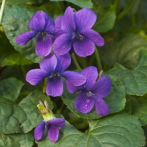 Violet