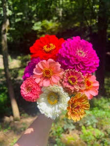 Zinnia