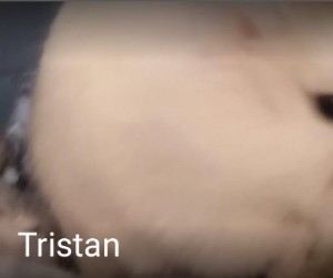 Tristan