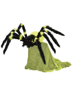 Green Jumping Spider