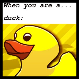 A duck