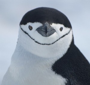 Chinstrap