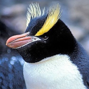 Erect-Crested