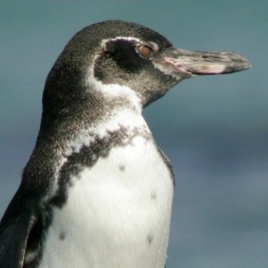 Galapagos