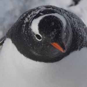 Gentoo