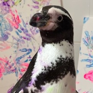 Humboldt