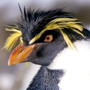 Northern Rockhopper