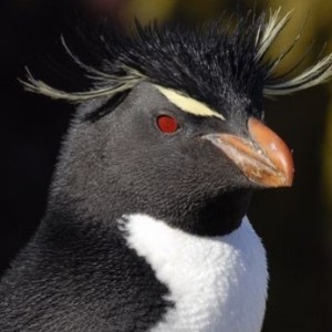 Southern Rockhopper