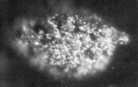 Berkelium (₉₇Bk)