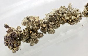 Strontium (₃₈Sr)