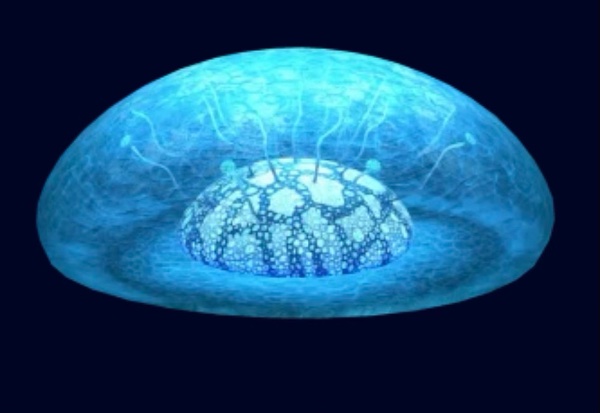 Amoeboid