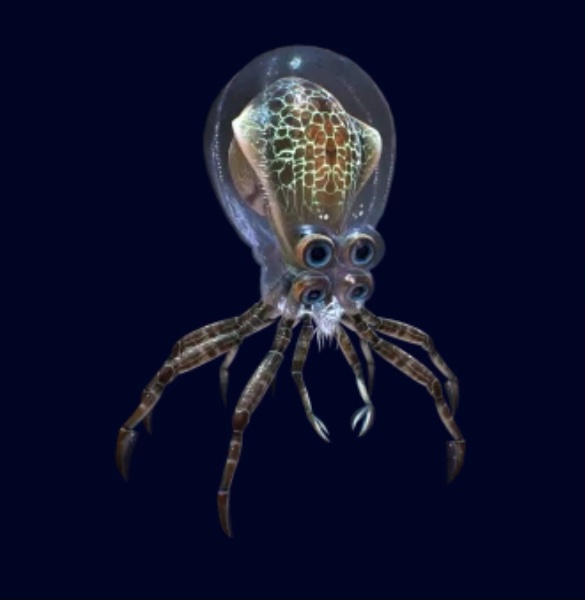 Crabsquid