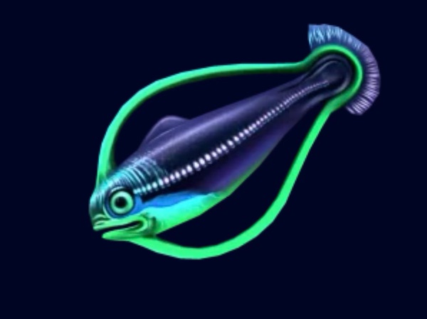 Hoopfish