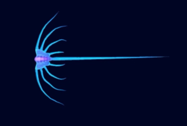 Jellyray